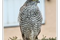 rapace 2